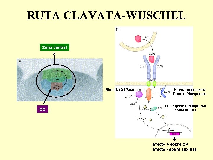 RUTA CLAVATA-WUSCHEL Zona central Rho-like GTPase OC Kinase-Associated Protein Phospatase Poltergeist: fenotipo polcomo el