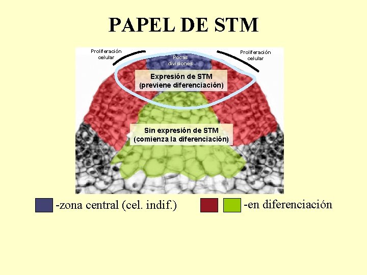 PAPEL DE STM Proliferación celular Pocas divisiones Proliferación celular Expresión de STM (previene diferenciación)