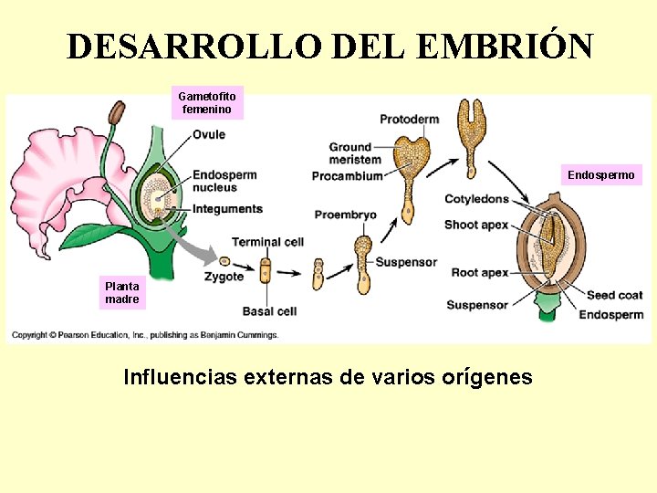 DESARROLLO DEL EMBRIÓN Gametofito femenino Endospermo Planta madre Influencias externas de varios orígenes 