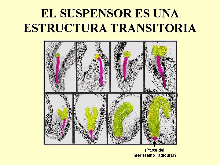 EL SUSPENSOR ES UNA ESTRUCTURA TRANSITORIA Apical Basal (Parte del meristemo radicular) 