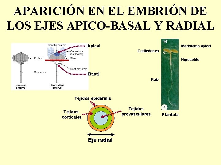 APARICIÓN EN EL EMBRIÓN DE LOS EJES APICO-BASAL Y RADIAL Apical Meristemo apical Cotiledones
