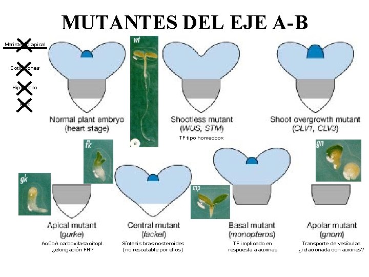 MUTANTES DEL EJE A-B Meristemo apical Cotiledones Hipocotilo Raiz TF tipo homeobox Ac. Co.