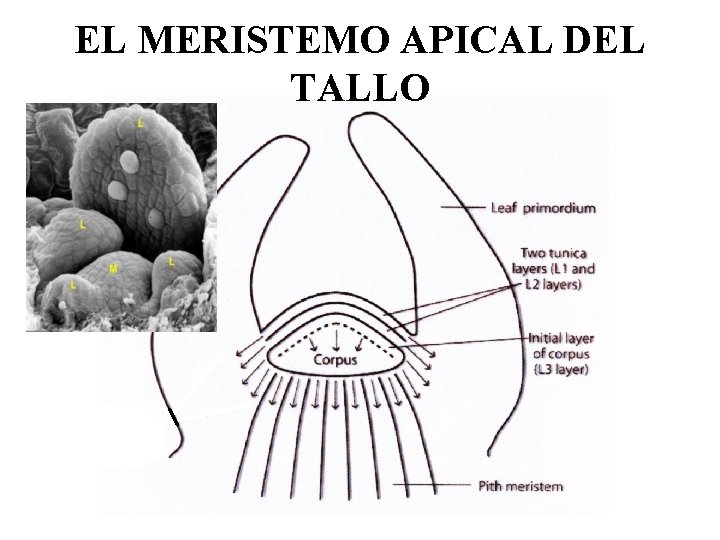 EL MERISTEMO APICAL DEL TALLO 