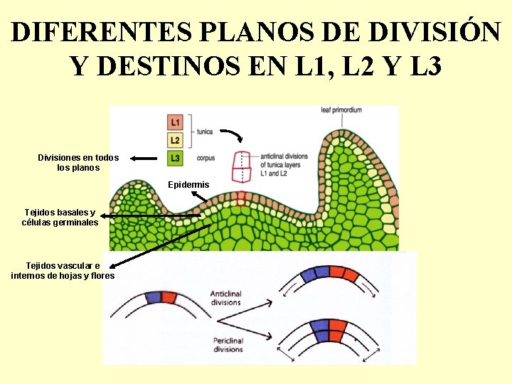 DIFERENTES PLANOS DE DIVISIÓN Y DESTINOS EN L 1, L 2 Y L 3