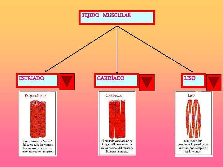 TEJIDO MUSCULAR ESTRIADO CARDÍACO LISO 