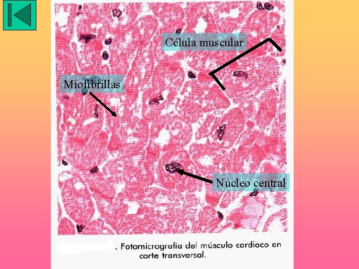 Célula muscular Miofibrillas Núcleo central 