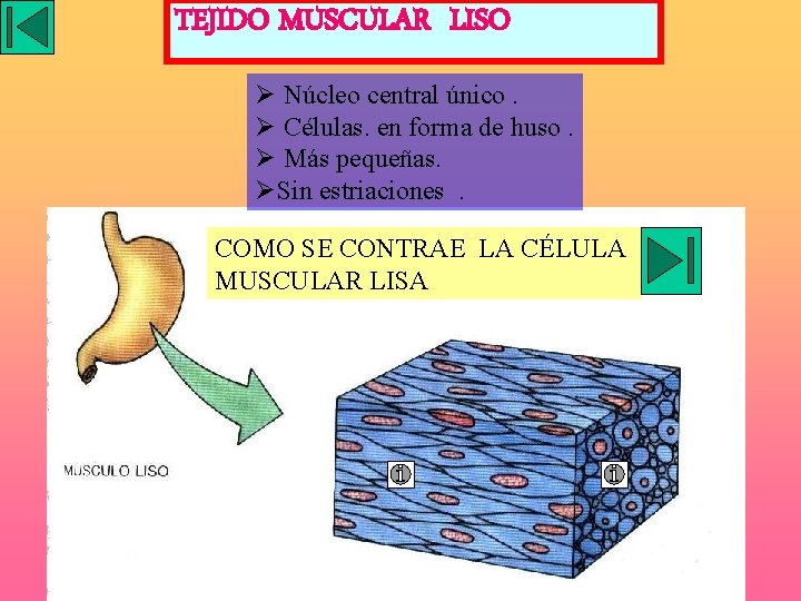 TEJIDO MUSCULAR LISO Ø Núcleo central único. Ø Células. en forma de huso. Ø