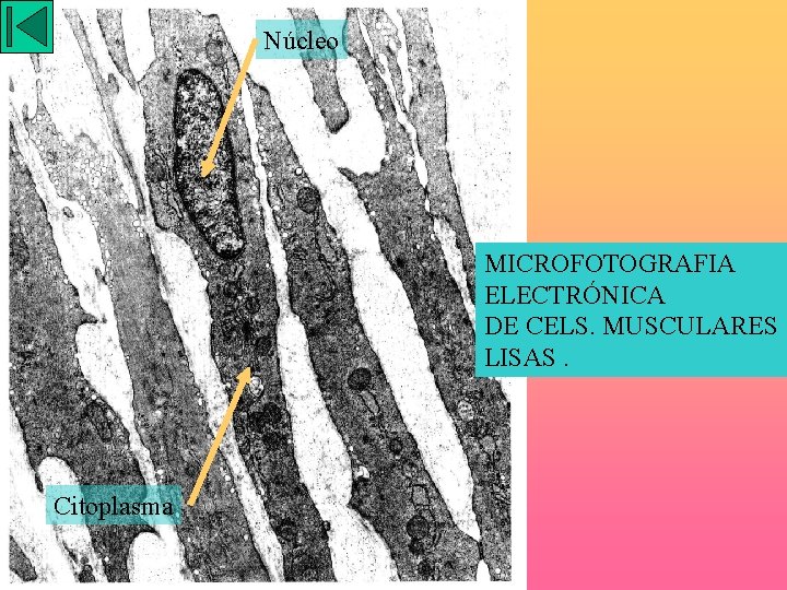 Núcleo MICROFOTOGRAFIA ELECTRÓNICA DE CELS. MUSCULARES LISAS. Citoplasma 