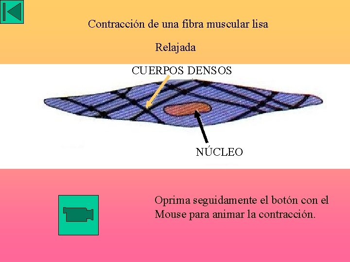 Contracción de una fibra muscular lisa Relajada CUERPOS DENSOS NÚCLEO Oprima seguidamente el botón