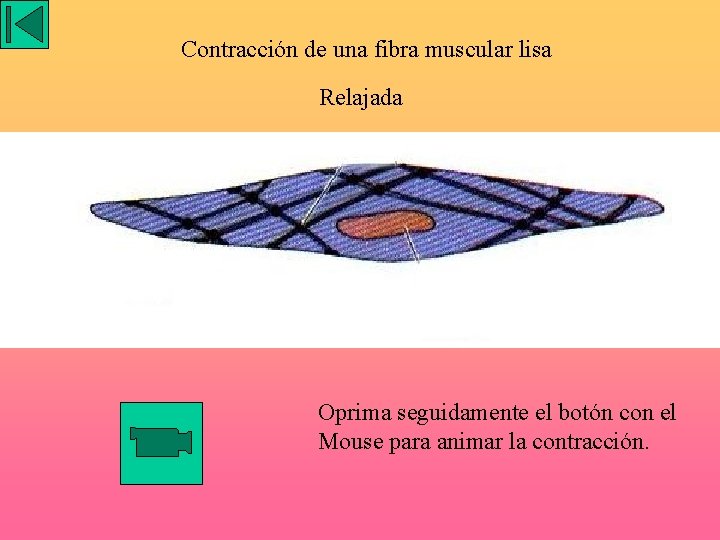Contracción de una fibra muscular lisa Relajada Oprima seguidamente el botón con el Mouse