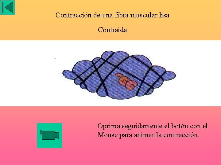 Contracción de una fibra muscular lisa Contraida Oprima seguidamente el botón con el Mouse