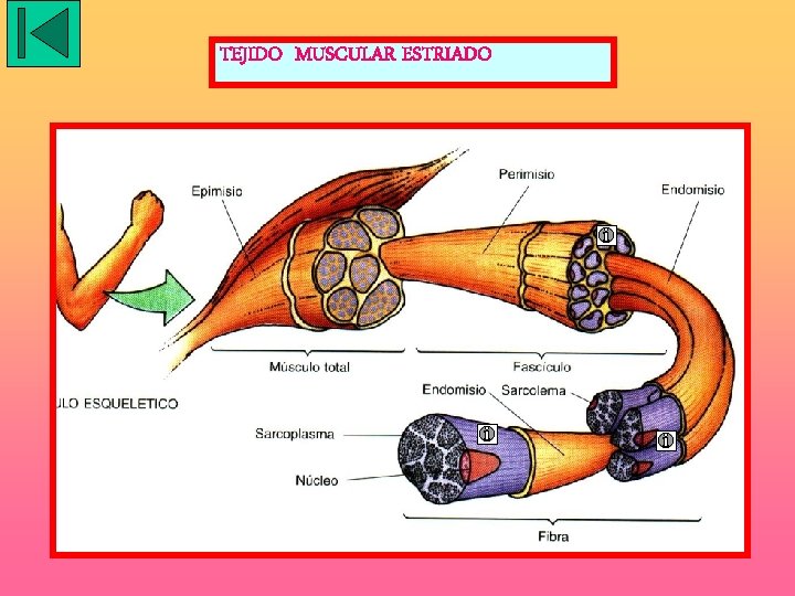 TEJIDO MUSCULAR ESTRIADO 