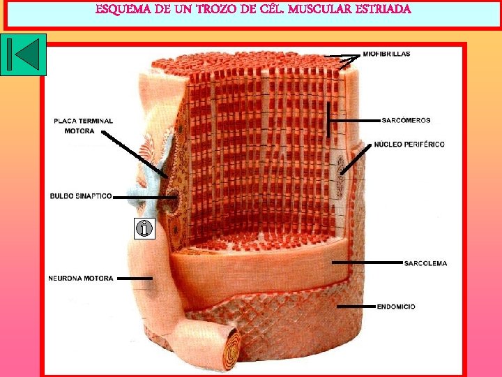 ESQUEMA DE UN TROZO DE CÉL. MUSCULAR ESTRIADA 