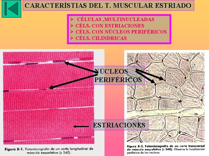 CARACTERÍSTIAS DEL T. MUSCULAR ESTRIADO Ø CÉLULAS , MULTINUCLEADAS Ø CÉLS. CON ESTRIACIONES Ø