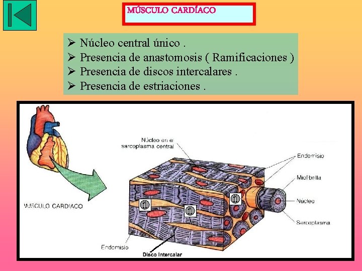 MÚSCULO CARDÍACO Ø Núcleo central único. Ø Presencia de anastomosis ( Ramificaciones ) Ø