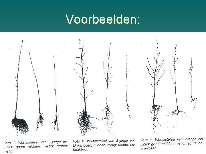 Voorbeelden: 