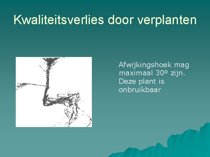 Kwaliteitsverlies door verplanten Afwijkingshoek mag maximaal 30º zijn. Deze plant is onbruikbaar 