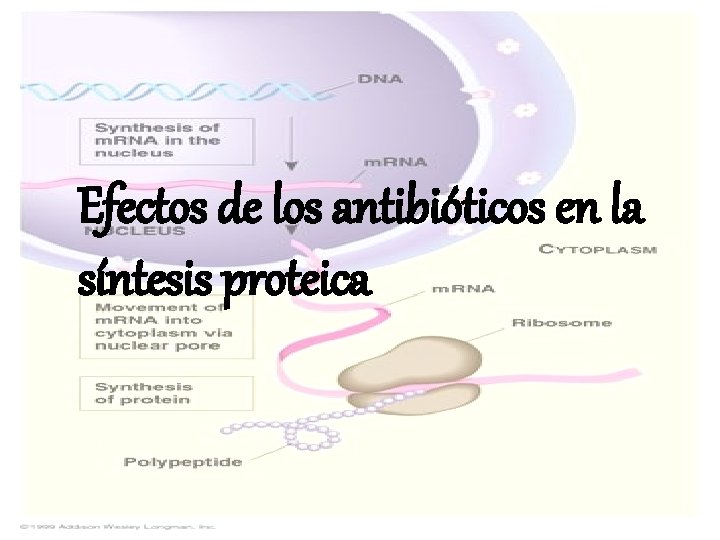 Efectos de los antibióticos en la síntesis proteica. 