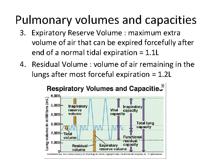 Pulmonary volumes and capacities 3. Expiratory Reserve Volume : maximum extra volume of air