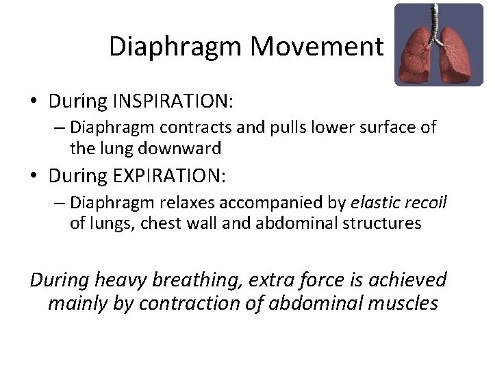 Diaphragm Movement • During INSPIRATION: – Diaphragm contracts and pulls lower surface of the
