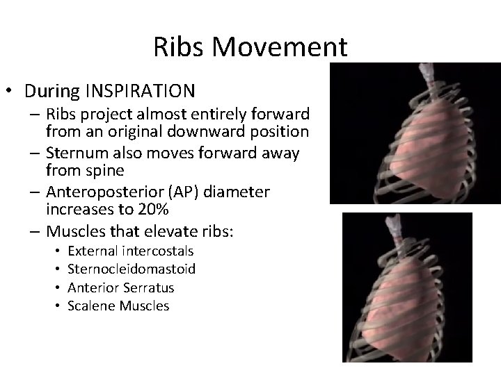 Ribs Movement • During INSPIRATION – Ribs project almost entirely forward from an original