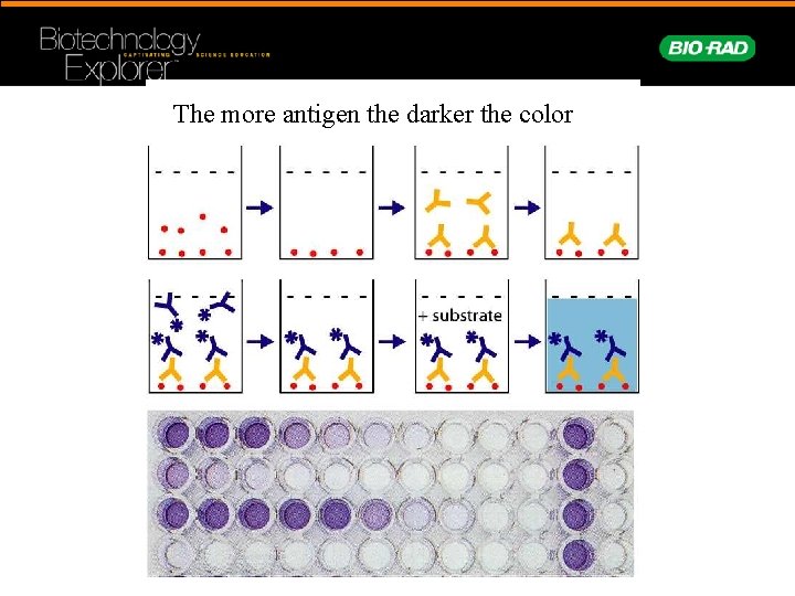 The more antigen the darker the color 