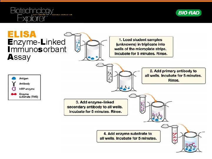 ELISA Enzyme-Linked Immunosorbant Assay 