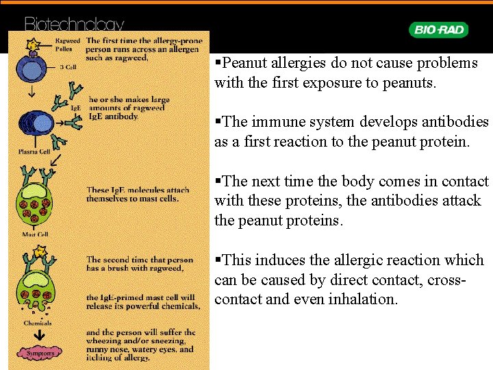 §Peanut allergies do not cause problems with the first exposure to peanuts. §The immune