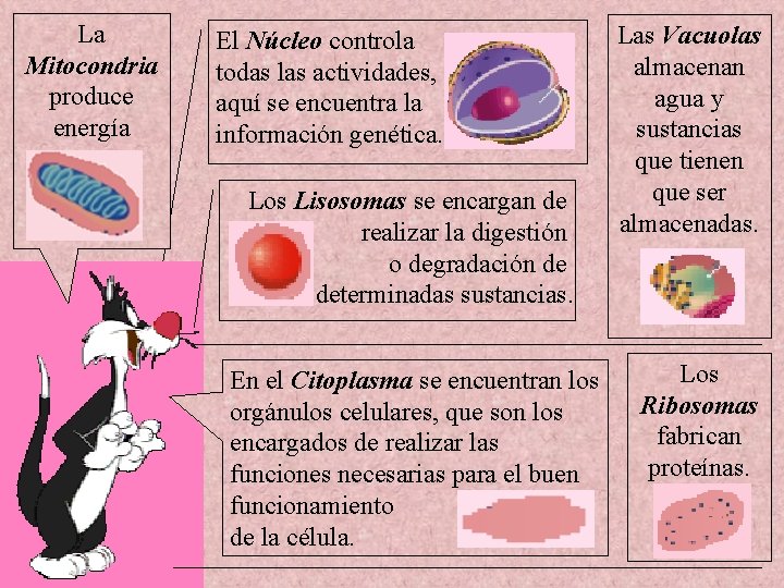 La Mitocondria produce energía El Núcleo controla todas las actividades, aquí se encuentra la