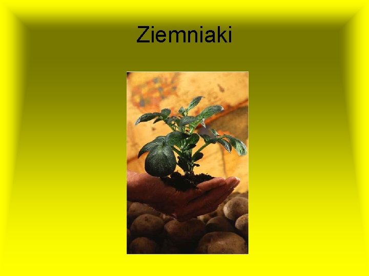 Ziemniaki 
