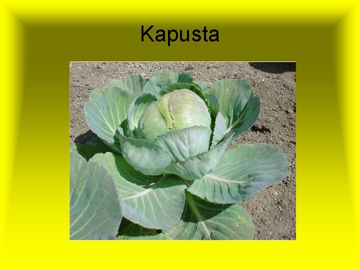 Kapusta 
