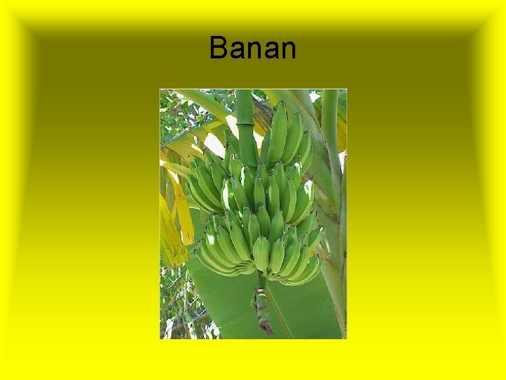 Banan 