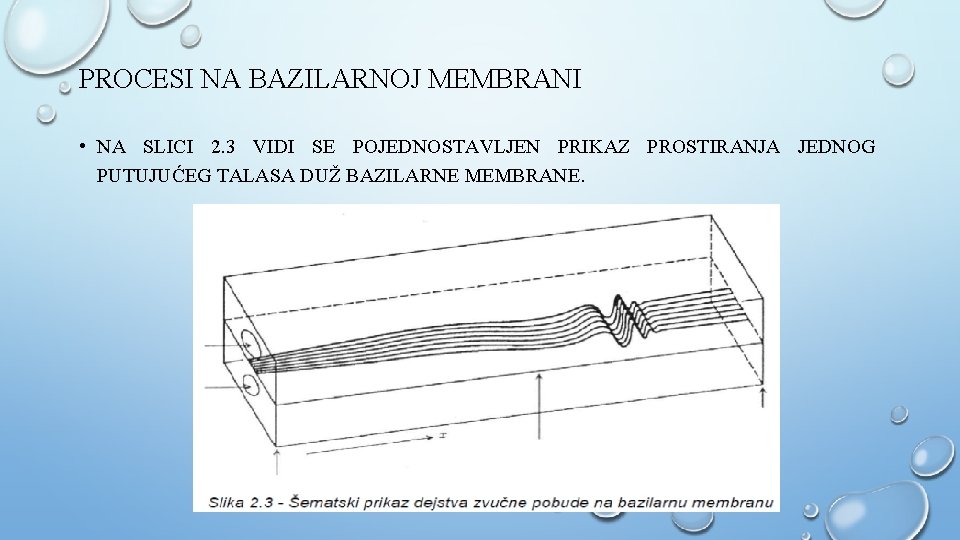 PROCESI NA BAZILARNOJ MEMBRANI • NA SLICI 2. 3 VIDI SE POJEDNOSTAVLJEN PRIKAZ PROSTIRANJA