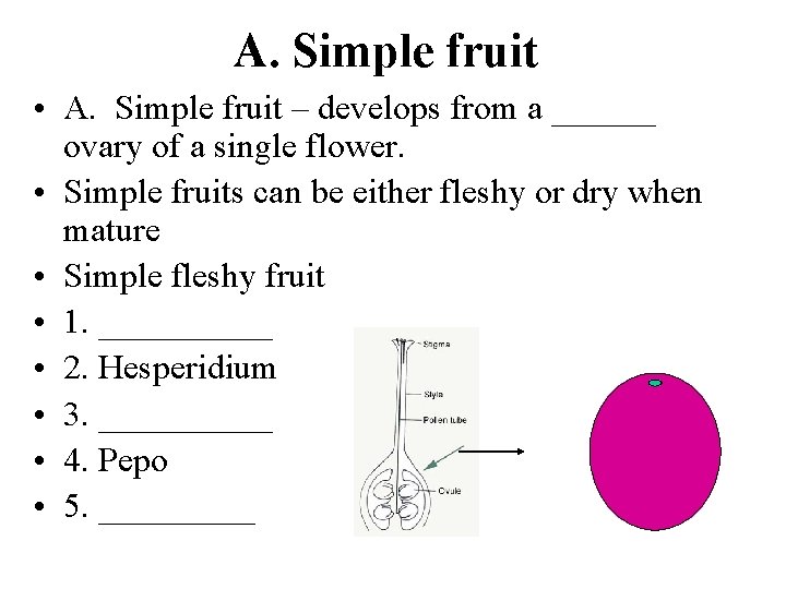 A. Simple fruit • A. Simple fruit – develops from a ______ ovary of