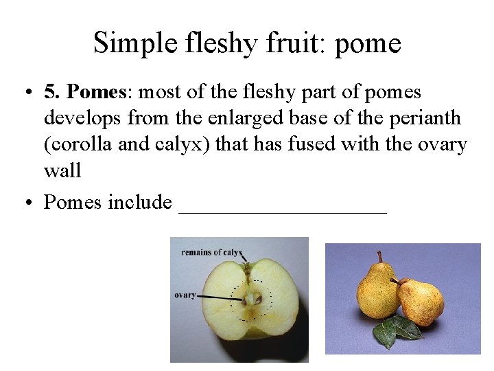 Simple fleshy fruit: pome • 5. Pomes: most of the fleshy part of pomes