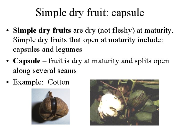 Simple dry fruit: capsule • Simple dry fruits are dry (not fleshy) at maturity.