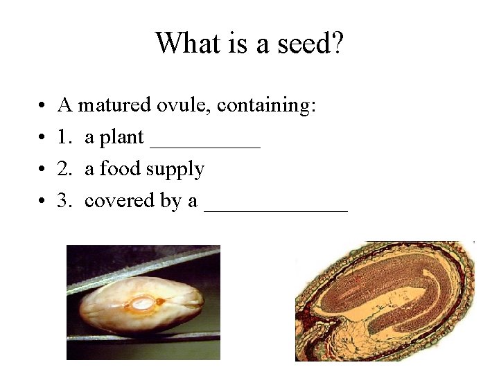 What is a seed? • • A matured ovule, containing: 1. a plant _____