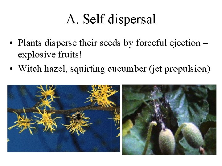A. Self dispersal • Plants disperse their seeds by forceful ejection – explosive fruits!