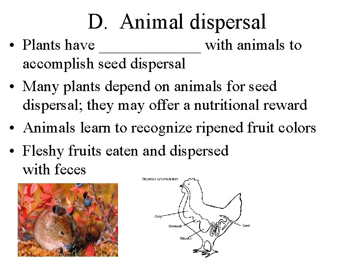 D. Animal dispersal • Plants have _______ with animals to accomplish seed dispersal •
