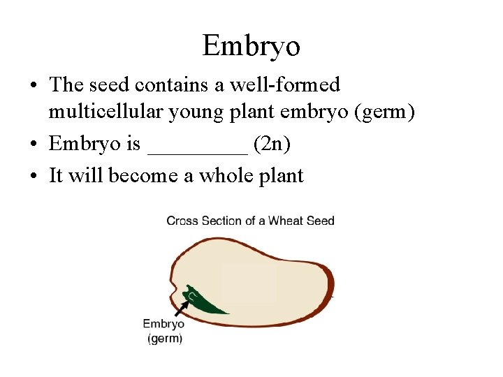 Embryo • The seed contains a well-formed multicellular young plant embryo (germ) • Embryo