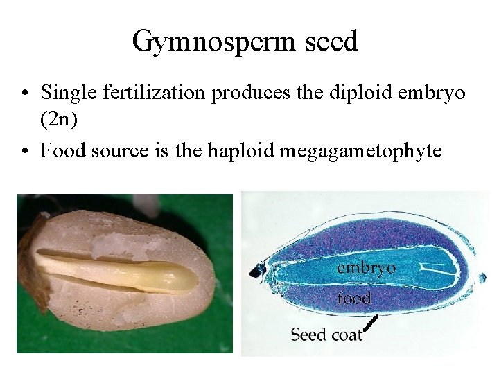 Gymnosperm seed • Single fertilization produces the diploid embryo (2 n) • Food source