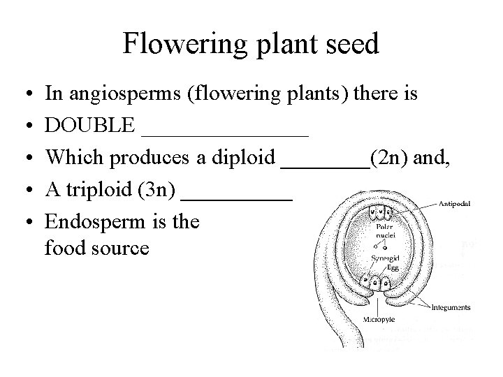 Flowering plant seed • • • In angiosperms (flowering plants) there is DOUBLE ________