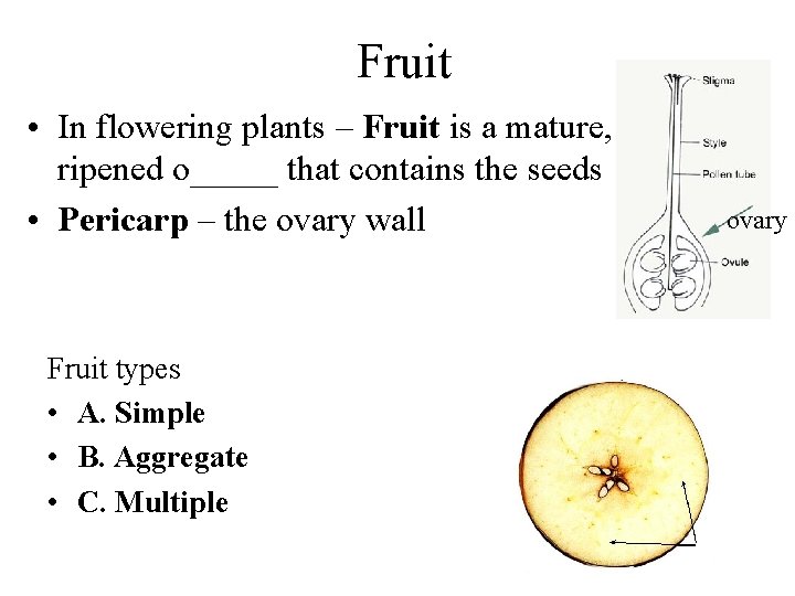 Fruit • In flowering plants – Fruit is a mature, ripened o_____ that contains