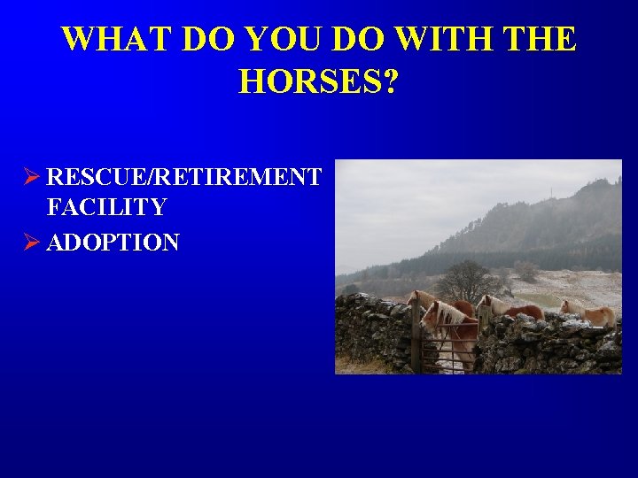 WHAT DO YOU DO WITH THE HORSES? Ø RESCUE/RETIREMENT FACILITY Ø ADOPTION WHAT DO YOU DO WITH THE HORSES? Ø RESCUE/RETIREMENT FACILITY Ø ADOPTION