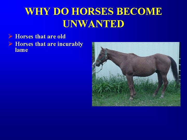 WHY DO HORSES BECOME UNWANTED Ø Horses that are old Ø Horses that are WHY DO HORSES BECOME UNWANTED Ø Horses that are old Ø Horses that are