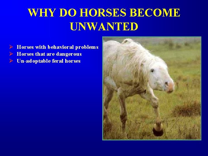 WHY DO HORSES BECOME UNWANTED Ø Horses with behavioral problems Ø Horses that are WHY DO HORSES BECOME UNWANTED Ø Horses with behavioral problems Ø Horses that are