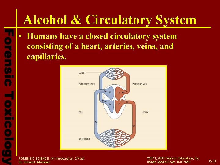 Alcohol & Circulatory System • Humans have a closed circulatory system consisting of a