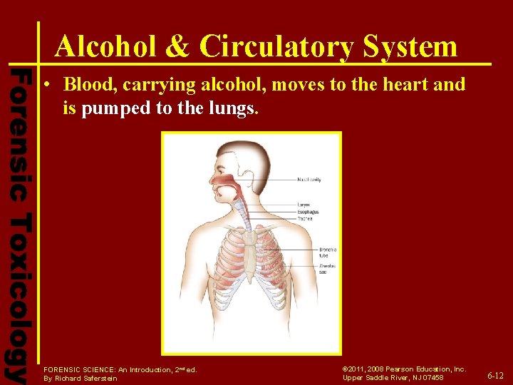 Alcohol & Circulatory System • Blood, carrying alcohol, moves to the heart and is