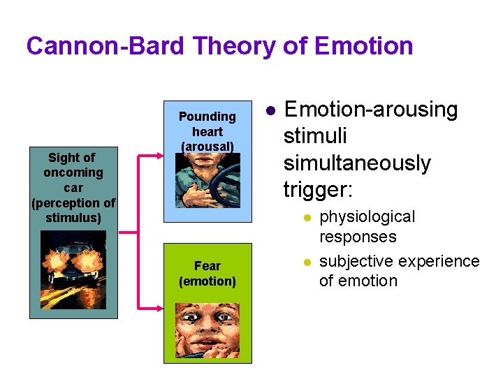 Cannon-Bard Theory of Emotion Sight of oncoming car (perception of stimulus) Pounding heart (arousal) Cannon-Bard Theory of Emotion Sight of oncoming car (perception of stimulus) Pounding heart (arousal)