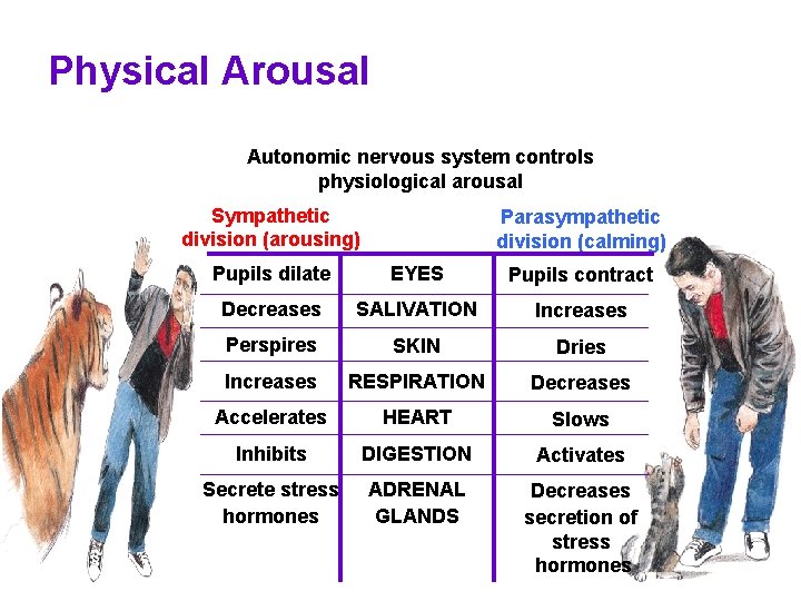 Physical Arousal Autonomic nervous system controls physiological arousal Sympathetic division (arousing) Parasympathetic division (calming) Physical Arousal Autonomic nervous system controls physiological arousal Sympathetic division (arousing) Parasympathetic division (calming)